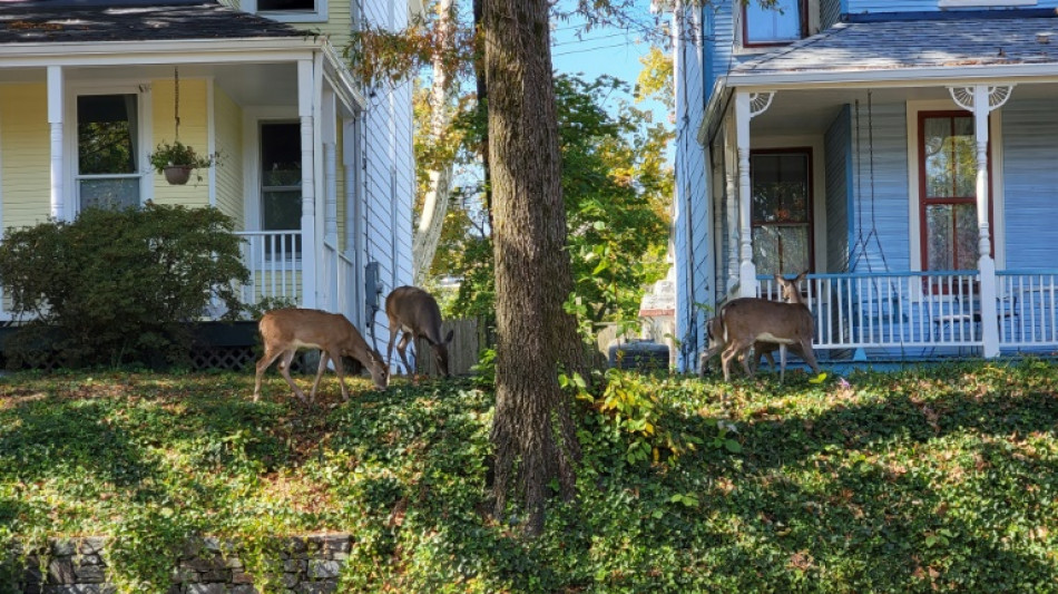 Oh, deer: In US capital, 'Bambi' is increasingly unwelcome