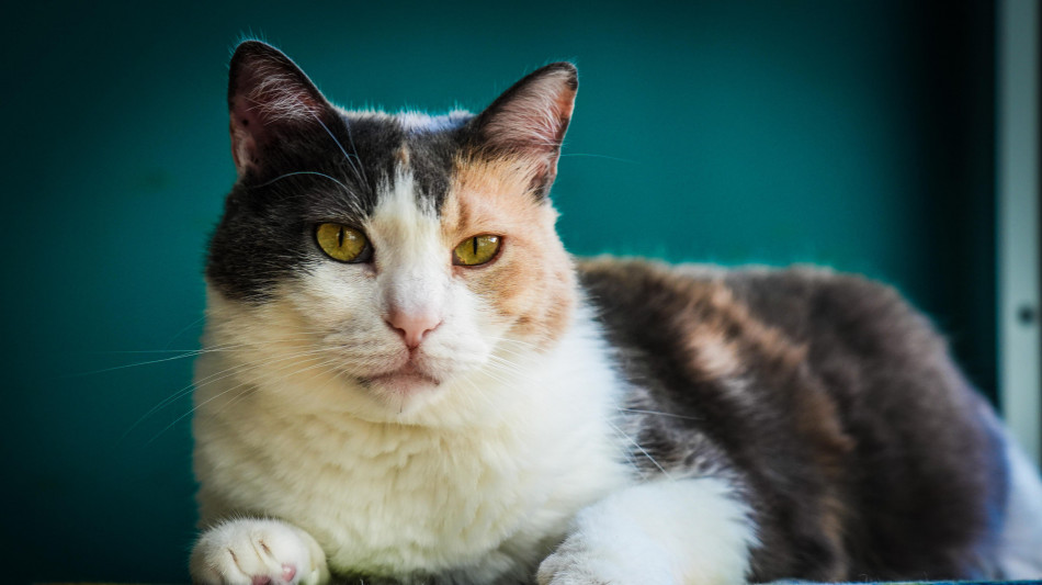 I gatti vivono il lutto per la perdita di un amico a 4 zampe