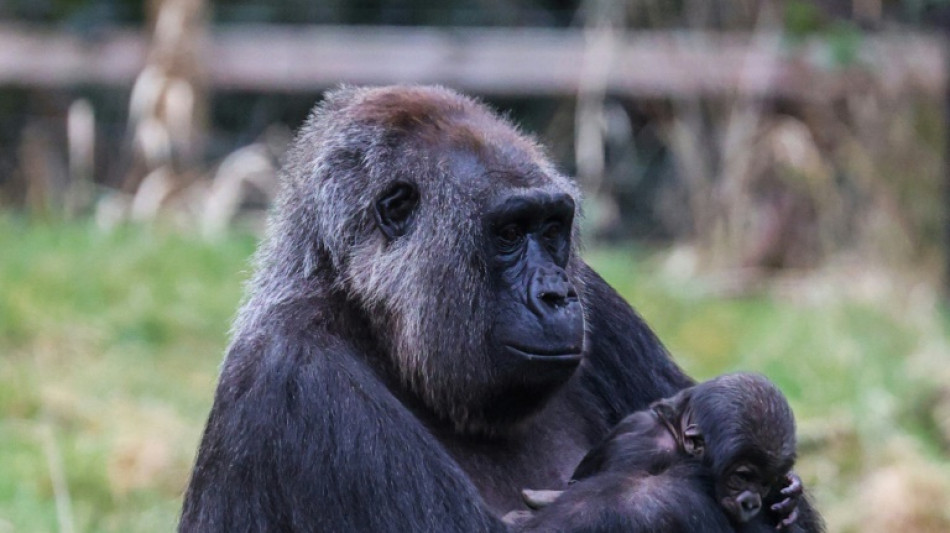 Second critically endangered gorilla born at London Zoo in a month