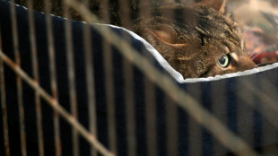 En la capital de Ucrania, un refugio para animales supervivientes de la guerra