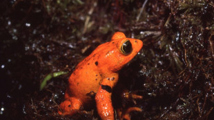 Le crapaud doré, tombé au champ d'honneur du changement climatique