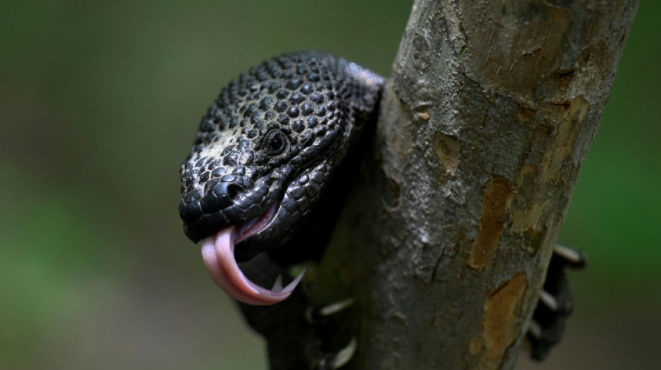 Guatemala intenta evitar la extinción del "Niño Dormido", un lagarto venenoso