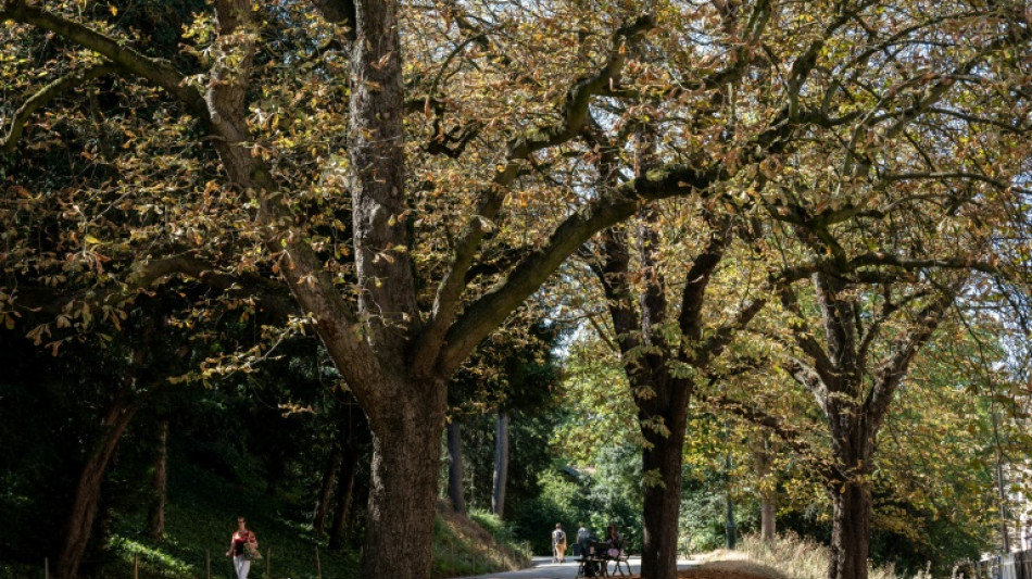 A Paris, des feuilles mortes se ramassent (déjà) à la pelle