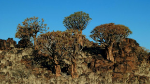 Cientos de plantas suculentas en peligro de extinción en Sudáfrica