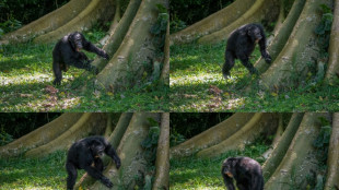 Los chimpancés tienen un sentido del ritmo muy personal
