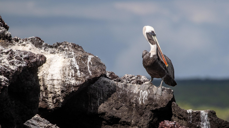 Antartide, l'aviaria minaccia pinguini e altri uccelli