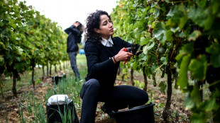 For Iranian refugees, French wine harvest part of anti-government 'struggle'