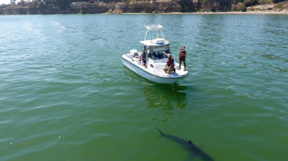 Climate change draws great white sharks north, threatening ecosystem