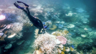 L'Australie doit prendre des mesures "urgentes" pour protéger la grande barrière de corail, selon l'Unesco