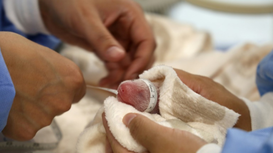 Berlin zoo panda gives birth to twins for second time