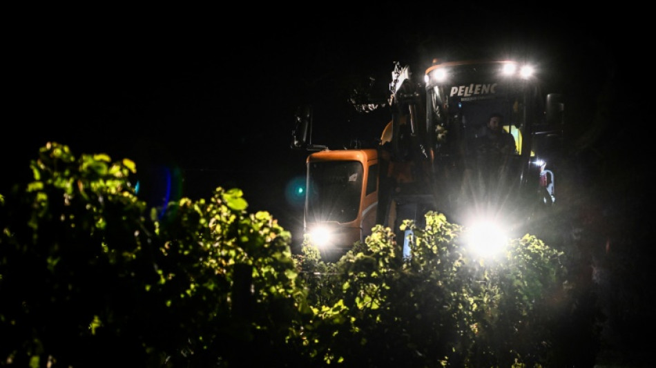 Climat: dans le Bordelais, vendanges de nuit pour garder le rosé au frais