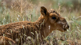 Kazakhstan: en danger, la population d'antilopes saïgas dépasse un million