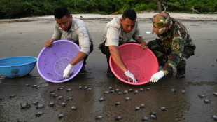 Liberan en playa de Nicaragua tortuguitas paslama, en riesgo de extinción