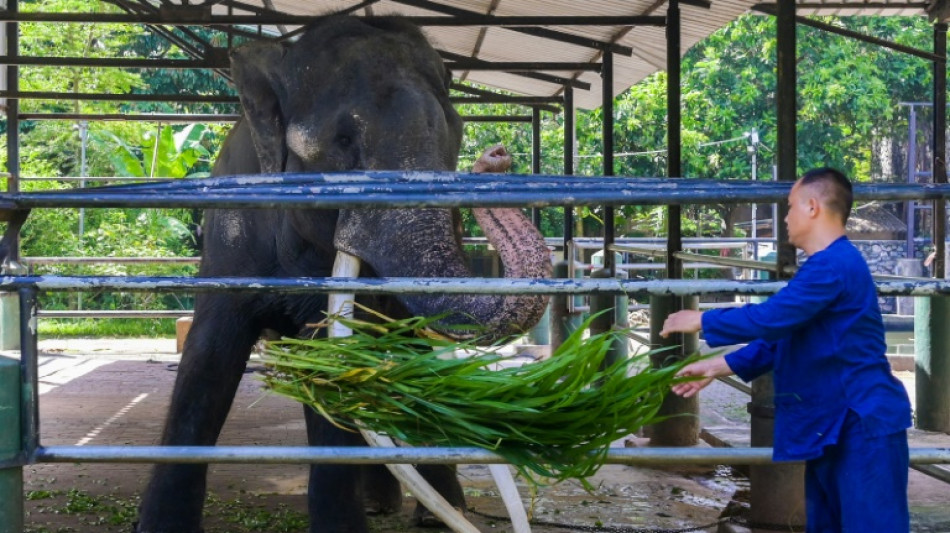 Neglected elephant boards jumbo flight home to Thailand