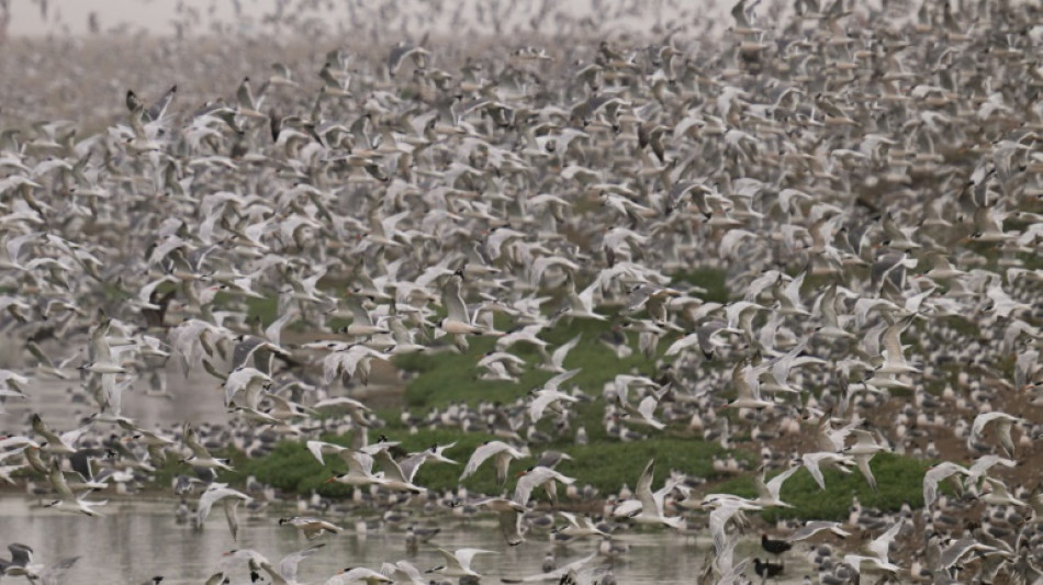 Perú afirma que desplazó a Colombia y Brasil como líder mundial en diversidad de aves