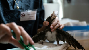 Avec la chaleur, les oiseaux cavernicoles suffoquent