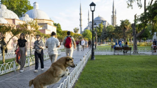 Milhares protestam em Istambul contra plano de abate de cães de rua