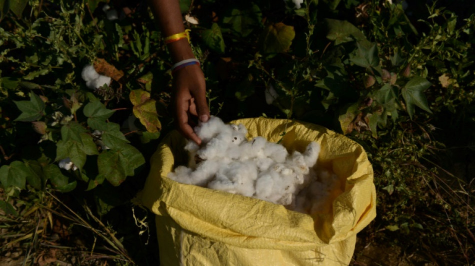 Grandes marcas utilizan algodón de campos en India que emplean a niños, denuncia una oenegé