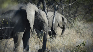 Sécheresse: la Namibie a commencé à abattre des centaines d'animaux sauvages