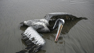 Más de 22.000 aves marinas mueren por influenza aviar en Perú