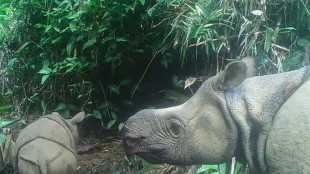 Javan rhino clings to survival after Indonesia poaching wave