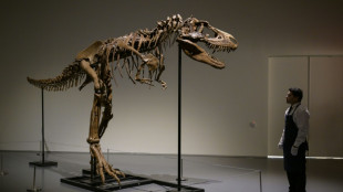 Un squelette de Gorgosaurus vendu 6,1 millions de dollars à New York