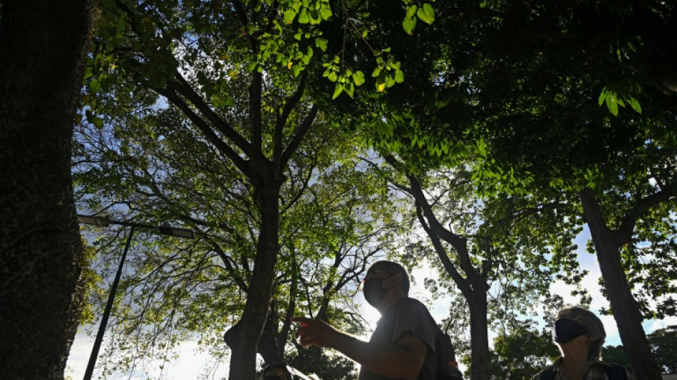 Caracas, una ciudad verde amenazada por la tala