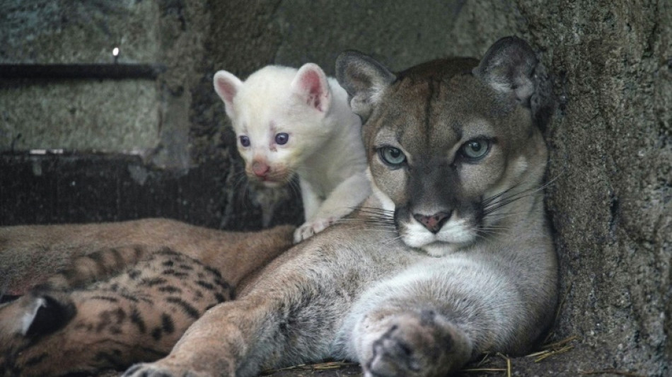 Naissance d'un rare puma albinos dans un zoo du Nicaragua