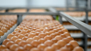 Dans les couvoirs français, fini l'"aberration" du broyage des poussins mâles