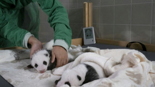 Sechs Wochen alte Pandazwillinge in Berliner Zoo öffnen erstmals Augen