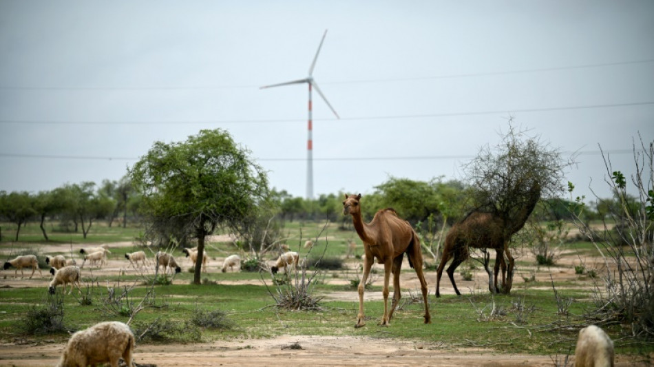 India's green energy wind drive hits desert herders hard