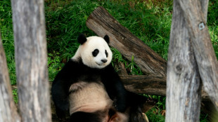 Diplomatic snub? Washington's pandas head home to China