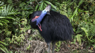 Australia's fearsome 'dinosaur bird' stares down extinction
