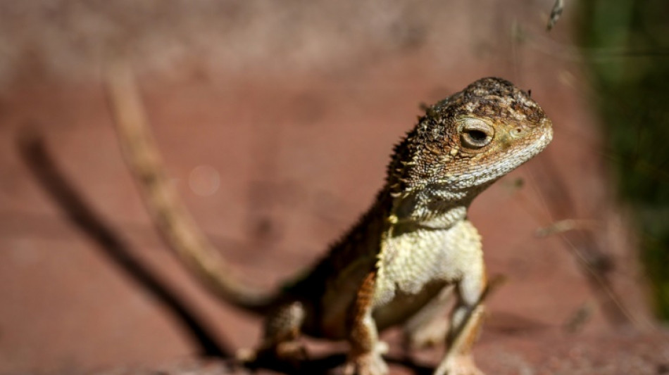 L'Australie tente de sauver ses derniers "dragons sans oreilles"