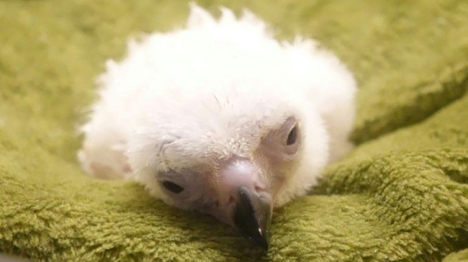 Philippine Eagle hatchling dies in conservation setback