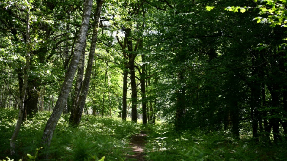 Profession audio-naturaliste: Marc Namblard, l'oreille de la forêt 