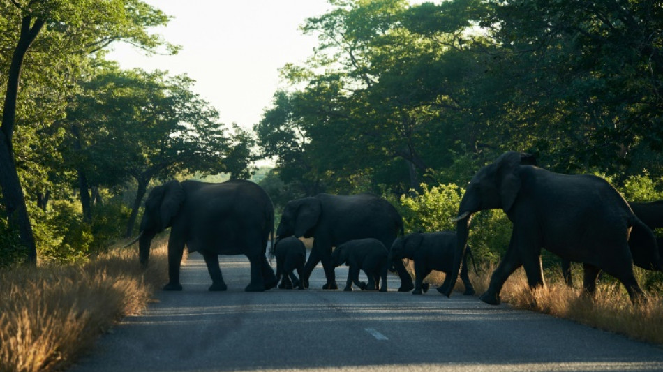 Water shortage drives elephant migration from Zimbabwe