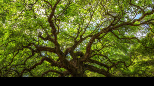 In città gli alberi sbagliati possono peggiorare l'aria