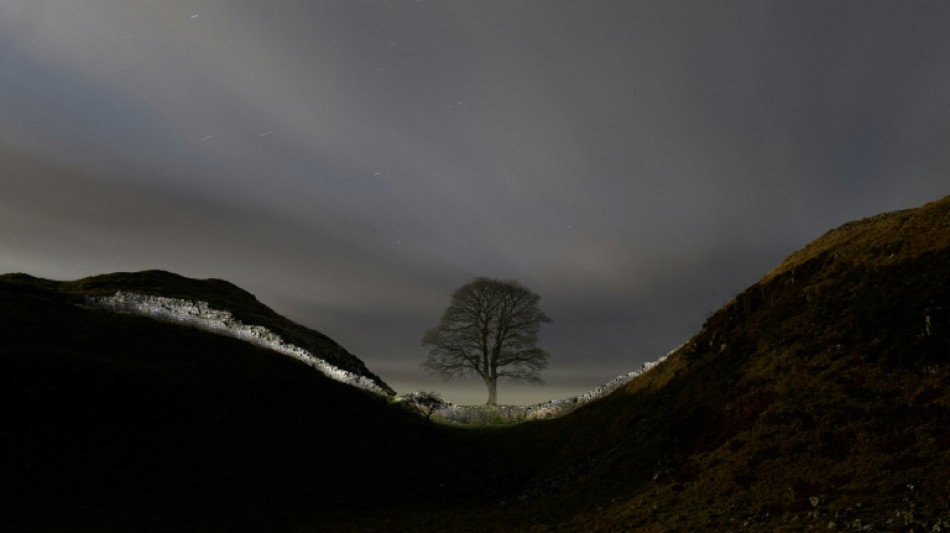 Teen arrested after UK Hadrian's Wall 'Robin Hood tree' cut down