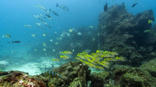 World's oceans near critical acidification level: report