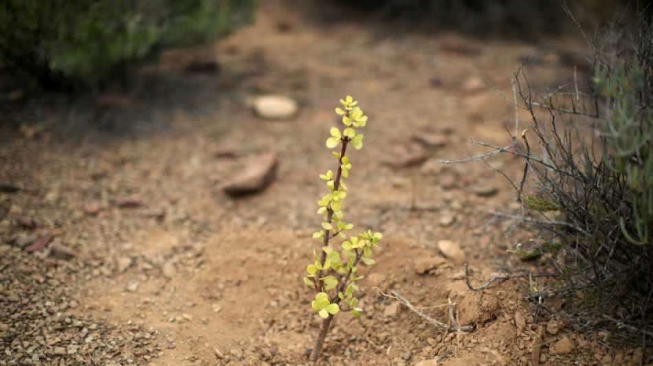 Spekboom bushes protect earth but can they cool Earth?