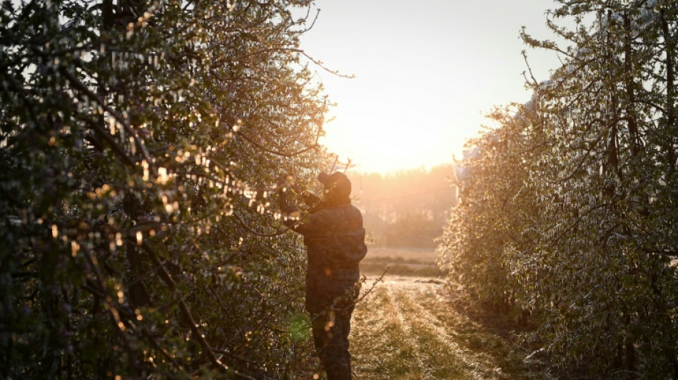 Face au gel, l'État débloque des aides d'urgence aux agriculteurs