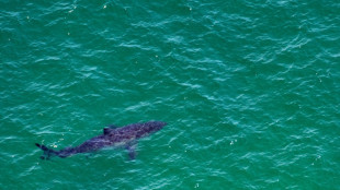 Au large de la côte est américaine, les requins blancs de plus en plus nombreux