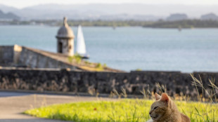 Activistas sacan las uñas contra la retirada de gatos callejeros en Puerto Rico