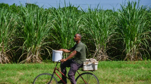 Em Cuba, cooperativa de cana-de-açúcar luta contra apagões e escassez de insumos