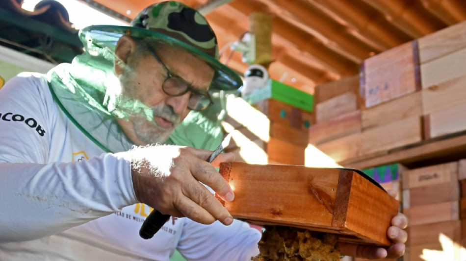 Abejas sin aguijón, un tesoro poco conocido de Brasil