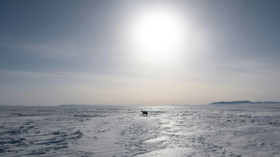 En Mongolie, un hiver extrême décime les cheptels des nomades