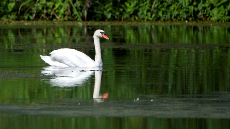 Unbekannte wildern Schwan an Moselufer in Rheinland-Pfalz