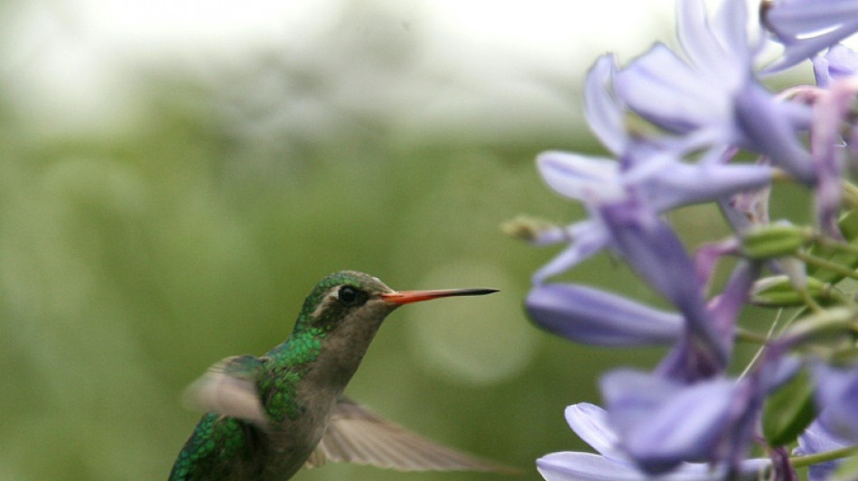 Schwebeflug von Kolibris vermutlich auf fehlendes Gen zurückzuführen