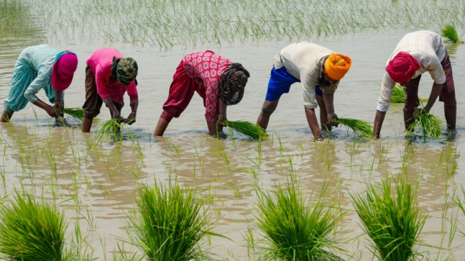 L'envol des prix du riz préfigure les risques alimentaires liés au climat